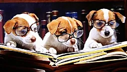 Top 10 des races de chiens les plus intelligents