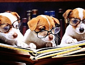 Top 10 des races de chiens les plus intelligents