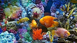 20 meilleurs poissons d'aquarium