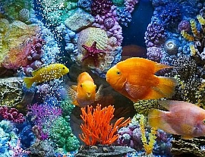 20 meilleurs poissons d'aquarium