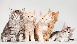 5 meilleures chatteries de Maine Coon à Moscou