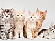 5 meilleures chatteries de Maine Coon à Moscou