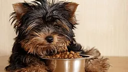 10 meilleurs aliments Yorkie