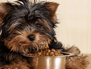 10 meilleurs aliments Yorkie