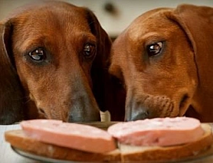 10 meilleurs aliments pour teckels