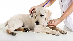 5 meilleures cliniques vétérinaires à Iekaterinbourg