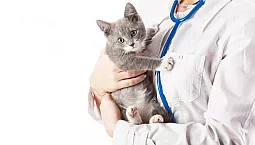 5 meilleures cliniques vétérinaires à Iaroslavl