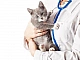 5 meilleures cliniques vétérinaires à Iaroslavl