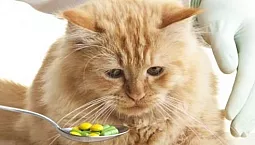 10 meilleurs anthelminthiques pour chiens et chats