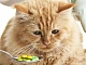 10 meilleurs anthelminthiques pour chiens et chats