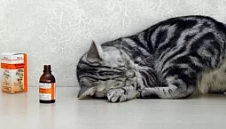 10 meilleurs sédatifs pour chats