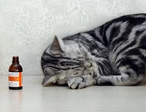 10 meilleurs sédatifs pour chats