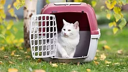 10 meilleurs transporteurs de chat