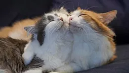 10 meilleurs remèdes pour les chats qui marchent