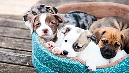 Top 10 des fabricants de lits pour chiens
