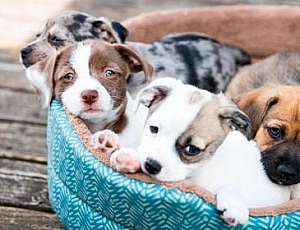 Top 10 des fabricants de lits pour chiens