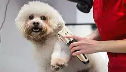 Les 15 meilleures tondeuses pour animaux d'AliExpress