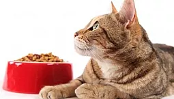 10 meilleurs aliments pour chats ayant une digestion sensible