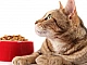 10 meilleurs aliments pour chats ayant une digestion sensible