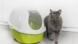 5 meilleurs bacs à litière d'intérieur pour chats