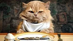 10 meilleurs aliments pour chats âgés