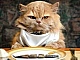 10 meilleurs aliments pour chats âgés