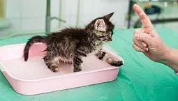10 meilleurs antigadines pour chats