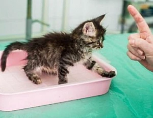 10 meilleurs antigadines pour chats