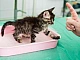 10 meilleurs antigadines pour chats
