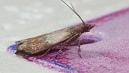 Les 10 meilleurs remèdes contre les mites