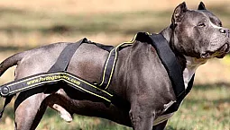 Top 5 des marques de harnais pour chiens