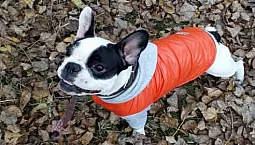 Les 15 meilleures marques de vêtements pour chiens sur AliExpress