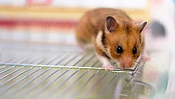 10 meilleures cages pour hamsters