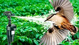 15 meilleurs répulsifs contre les oiseaux
