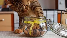 10 meilleures friandises pour chats
