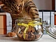 10 meilleures friandises pour chats