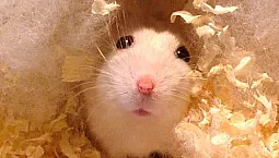 5 meilleures portées de hamster