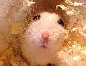 5 meilleures portées de hamster