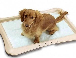 Top 5 des fabricants de couches pour chiens
