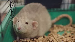 5 meilleures portées pour rats