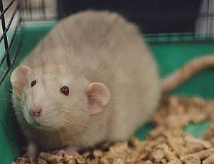 5 meilleures portées pour rats