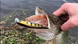 5 meilleurs spinners pour le brochet