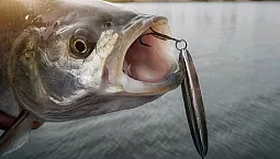 5 meilleurs spinners pour asp