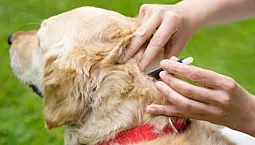 10 meilleures gouttes de tiques pour chiens