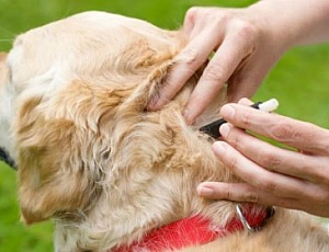 10 meilleures gouttes de tiques pour chiens