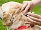 10 meilleures gouttes de tiques pour chiens