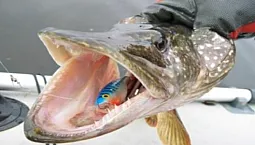 5 meilleurs poppers pour le brochet