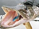 5 meilleurs poppers pour le brochet