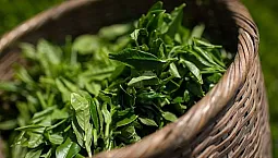 15 meilleurs produits de thé vert sur iHerb