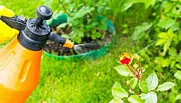 Les 10 meilleurs remèdes contre les acariens
